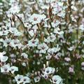 Acantholimon flexuosum